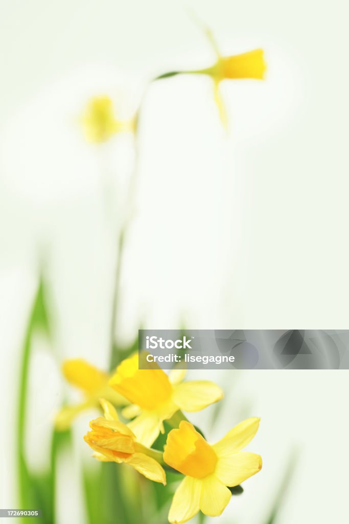 Daffodils - Foto de stock de Amarillo - Color libre de derechos