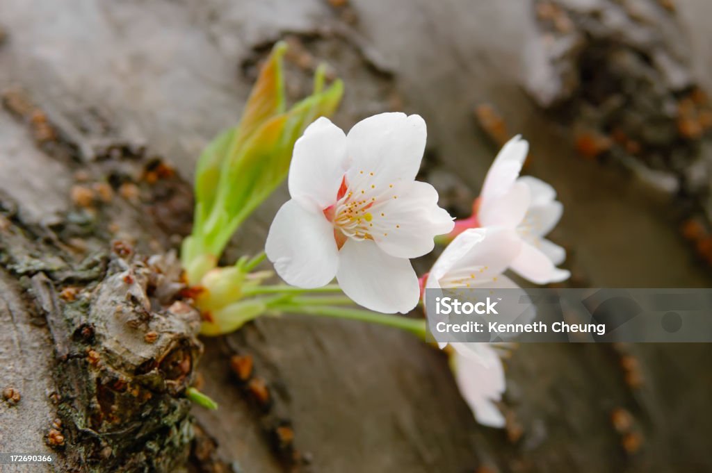 Cherry Blossoms - Lizenzfrei Baum Stock-Foto