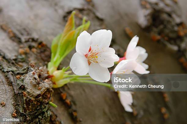 Cherry Blossoms Stockfoto und mehr Bilder von Baum - Baum, Baumblüte, Blatt - Pflanzenbestandteile