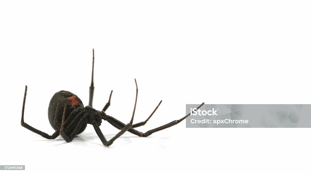 Viuda negra - Foto de stock de Araña libre de derechos