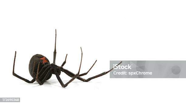 Viuda Negra Foto de stock y más banco de imágenes de Araña - Araña, Recortable, Viuda negra