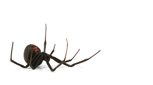 Black Widow Spider stock photo