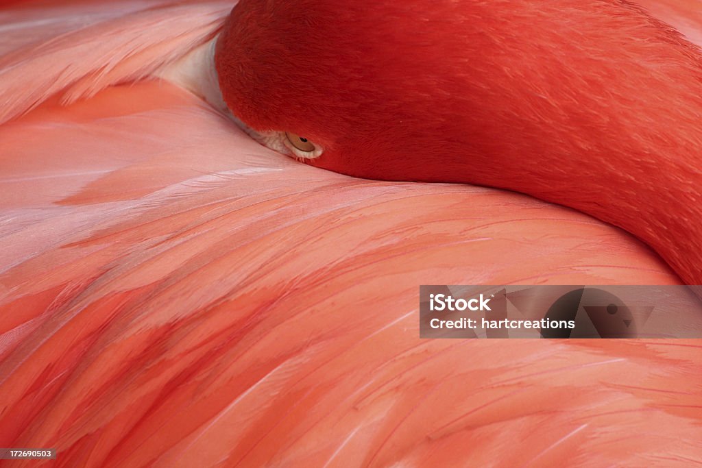 flamingo - Lizenzfrei Bildhintergrund Stock-Foto