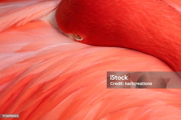 Flamingo Stockfoto und mehr Bilder von Bildhintergrund - Bildhintergrund, Farbbild, Feder