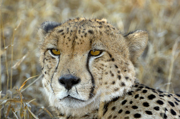 istock Tired male cheetah watching us 172690830