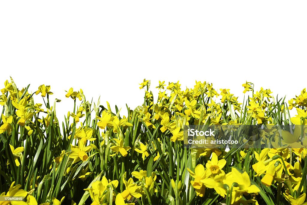 Daffodils (ruta - Foto de stock de Amarillo - Color libre de derechos