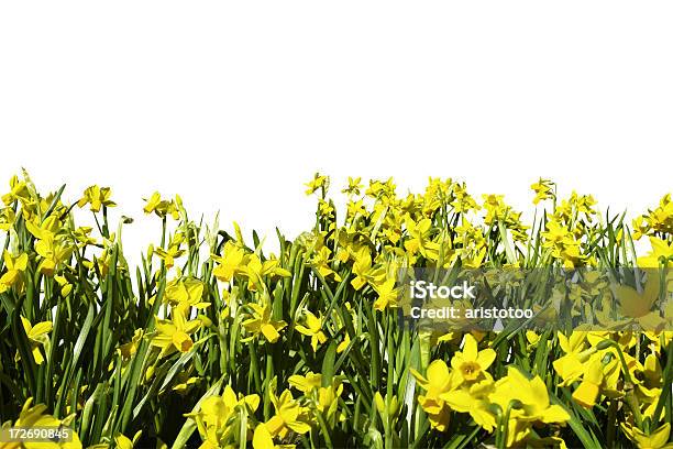 Daffodils Ścieżki - zdjęcia stockowe i więcej obrazów Bez ludzi - Bez ludzi, Białe tło, Biały