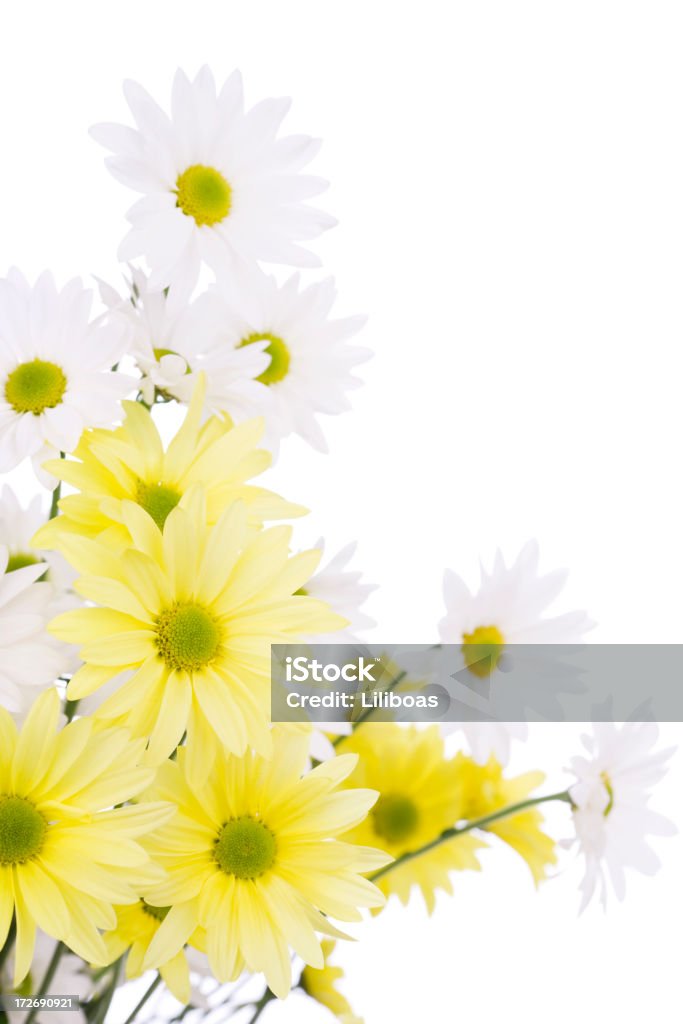 Ramo de Daisies (XL - Foto de stock de Amarillo - Color libre de derechos