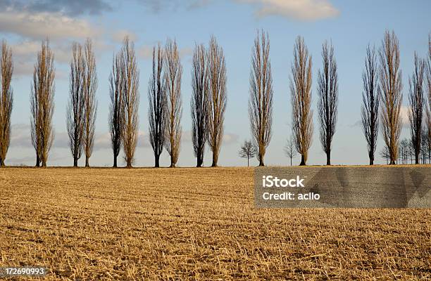 Fila De Poplar Árboles Foto de stock y más banco de imágenes de Aire libre - Aire libre, Anochecer, Azul