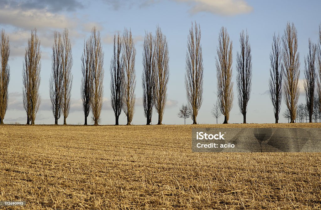 Ряд деревьев poplar - Стоковые фото Бежевый роялти-фри