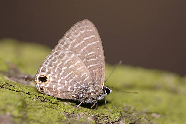 istock Nacaduba berenice - Rounded Six-Line Blue (Singapore butterfly) 172691269