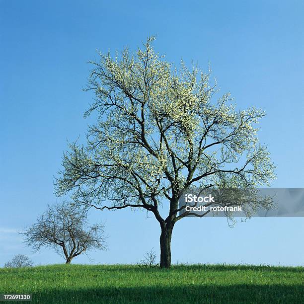 Photo libre de droit de Xxxl Printemps Taille De Limage banque d'images et plus d'images libres de droit de Arbre - Arbre, Arbre fruitier, Arbre à feuilles caduques