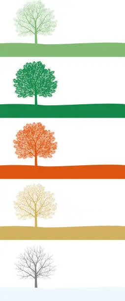 Vector illustration of A single tree. Changes in leaves during the four seasons. Illustration