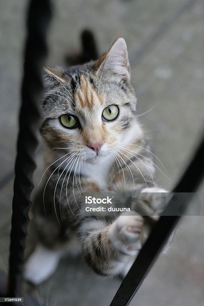 Parásito gato mirando a la cámara - Foto de stock de Afilado libre de derechos