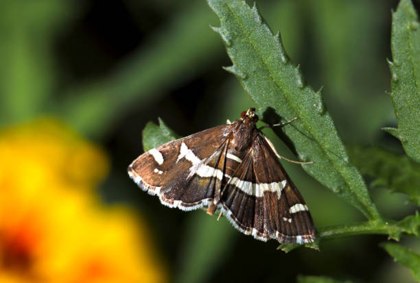 Dorsal view of Beet webworm moth (Spoladea recurvalis, Shiroobinomeiga) moth in the meadow (Wildlife closeup macro photograph)
