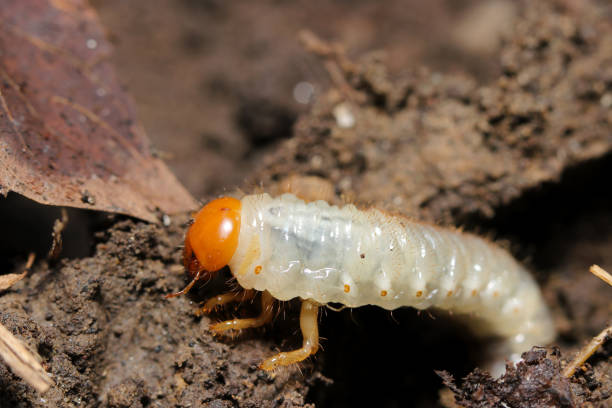 istock White and orange head Aodoukogane (Anomala albopilosa) Oriental beetle larvae emerging from the soil (Wildlife closeup macro photograph) 1726916347