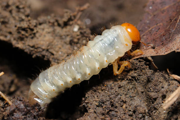 istock White and orange head Aodoukogane (Anomala albopilosa) Oriental beetle larvae emerging from the soil (Wildlife closeup macro photograph) 1726916348