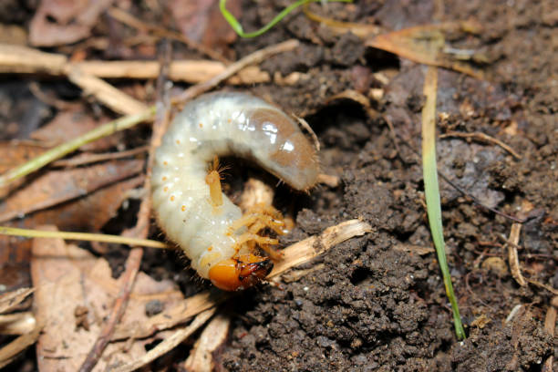 istock White and orange head Aodoukogane (Anomala albopilosa) Oriental beetle larvae emerging from the soil (Wildlife closeup macro photograph) 1726916352