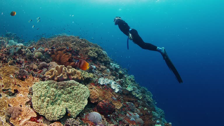 Freediver swims near the healthy coral reef and enjoys its beauty