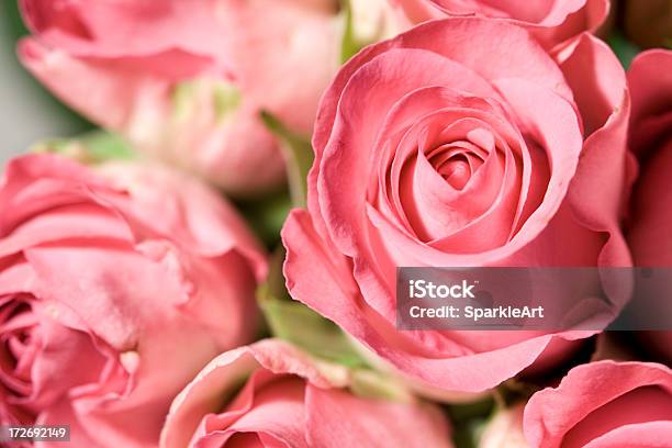 Photo libre de droit de Belle Rose Roses banque d'images et plus d'images libres de droit de Amour - Amour, Anniversaire d'un évènement, Beauté