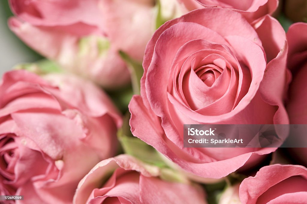 Красивые розовые розы - Стоковые фото Букет роялти-фри