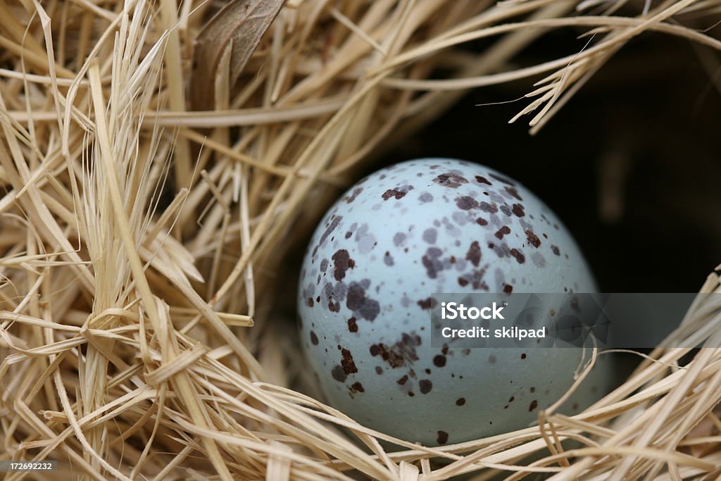 Ei im nest - Lizenzfrei Blau Stock-Foto