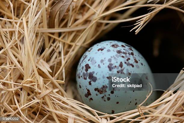 Ei Im Nest Stockfoto und mehr Bilder von Blau - Blau, Gepunktet, Nest egg - englische Redewendung