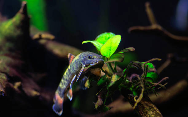 istock Panda garra freshwater fish - Garra flavatra 1726923416