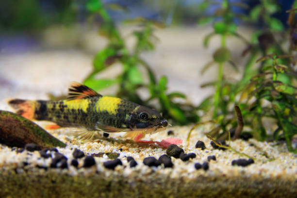 istock Panda garra freshwater fish - Garra flavatra 1726923417