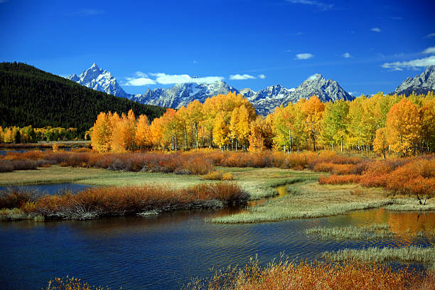 Autumn at Oxbow Bend "Layers of glorious scenery are captured in this image. Aspen and cottonwood trees display their fall finery against the backdrop of the snow-capped Grand Teton Mountains, while the Snake River meanders through red and green willow and water grasses. A brilliant blue sky is reflected in the water." cottonwood tree stock pictures, royalty-free photos & images