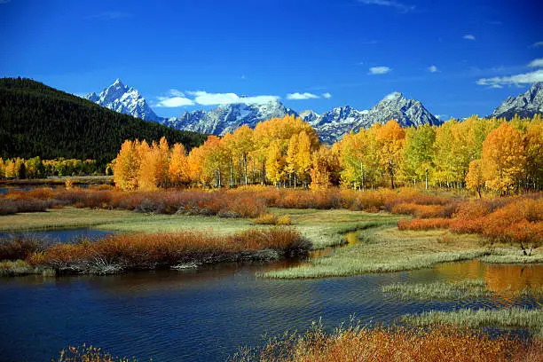 "Layers of glorious scenery are captured in this image. Aspen and cottonwood trees display their fall finery against the backdrop of the snow-capped Grand Teton Mountains, while the Snake River meanders through red and green willow and water grasses. A brilliant blue sky is reflected in the water."