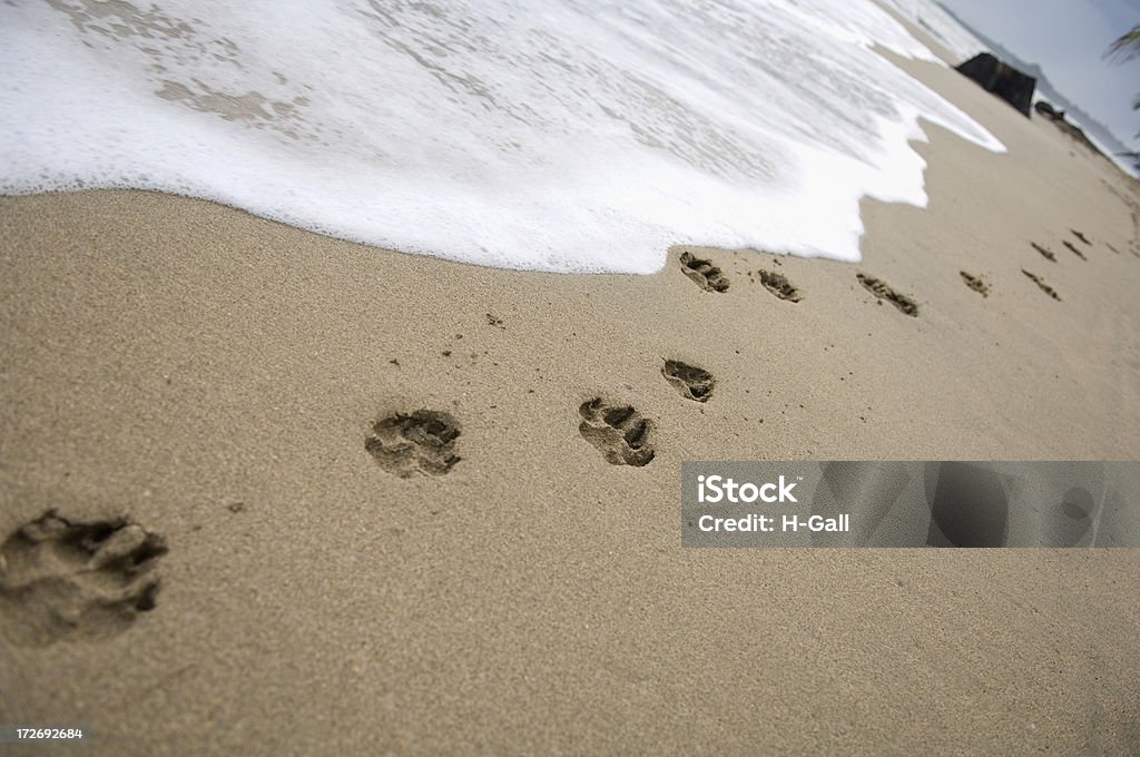 Zampa stampe di un cane sulla spiaggia - Foto stock royalty-free di Orma di zampa animale