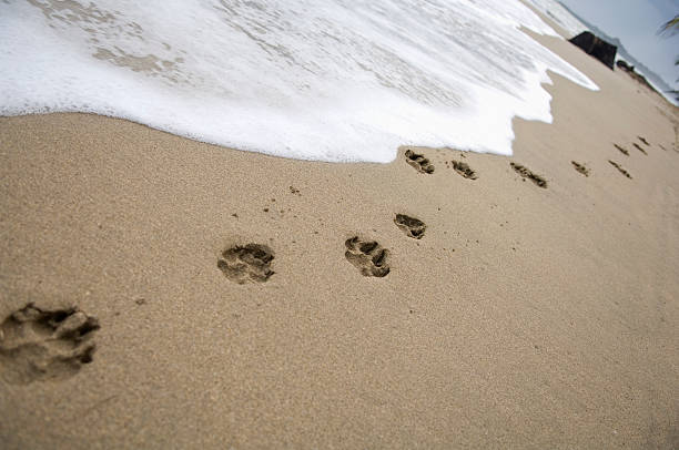 dog footmarks on a beach
