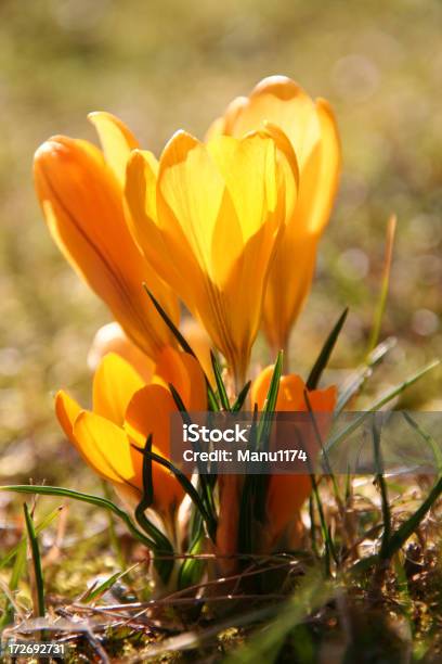 Amarillo Azafrán En La Luz Del Sol Foto de stock y más banco de imágenes de Azafrán - Familia del Iris - Azafrán - Familia del Iris, Febrero, Pureza