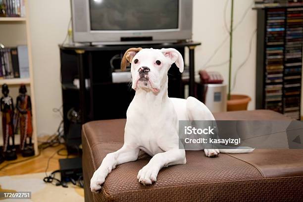 Boxer Cane - Fotografie stock e altre immagini di Veduta di interni - Veduta di interni, Animale da compagnia, Cane