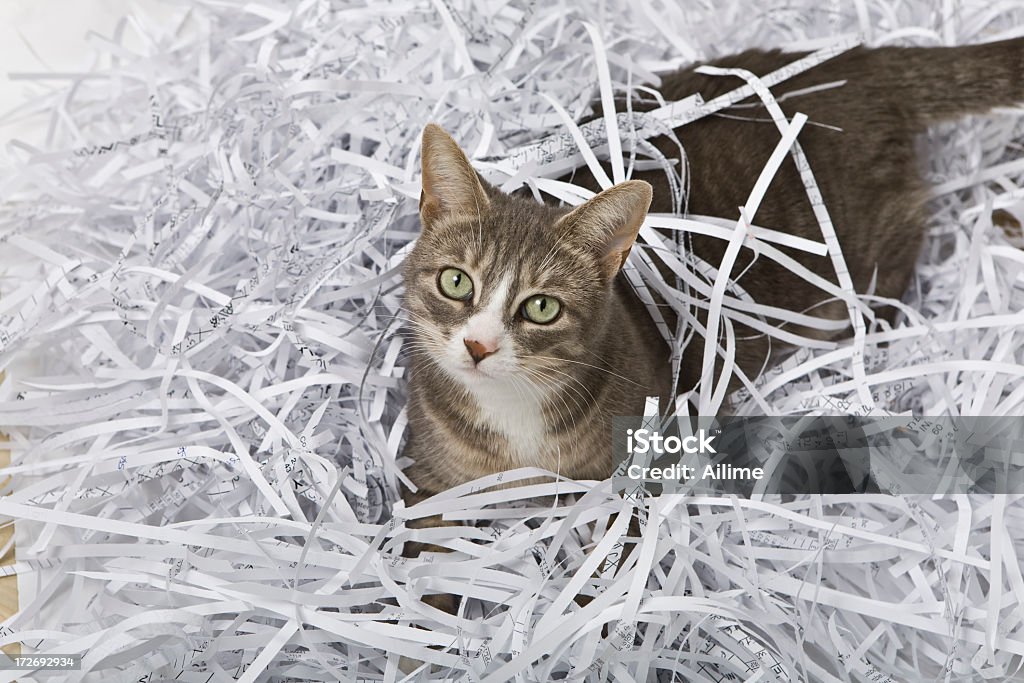 Cat Close-up of cat in the shredded paper Paper Stock Photo