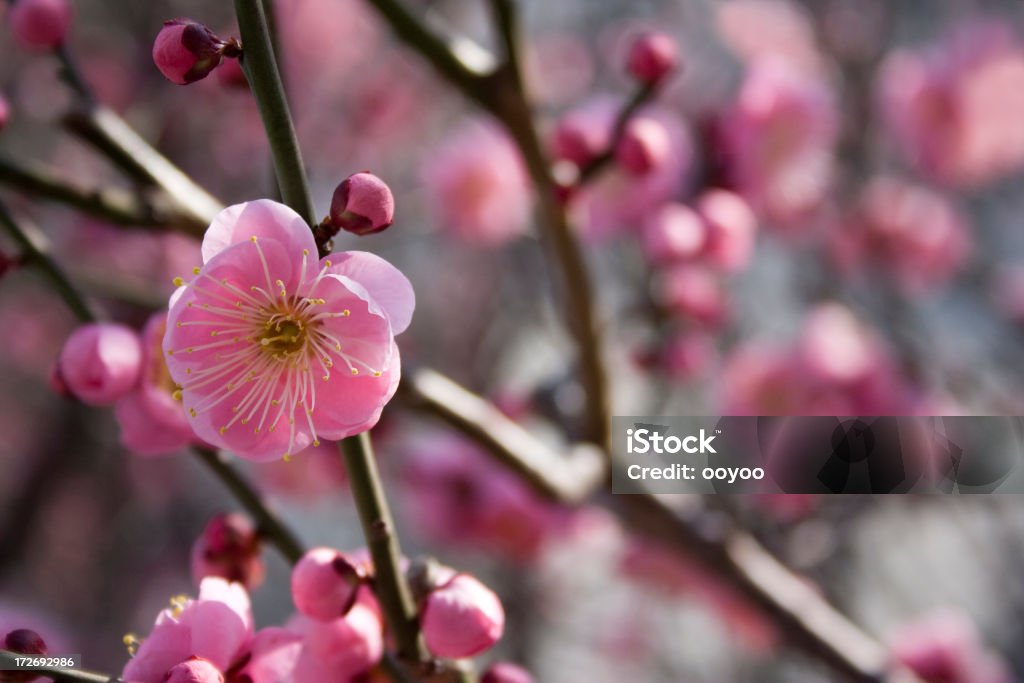 ピンクの花 - アウトフォーカスのロイヤリティフリーストックフォト