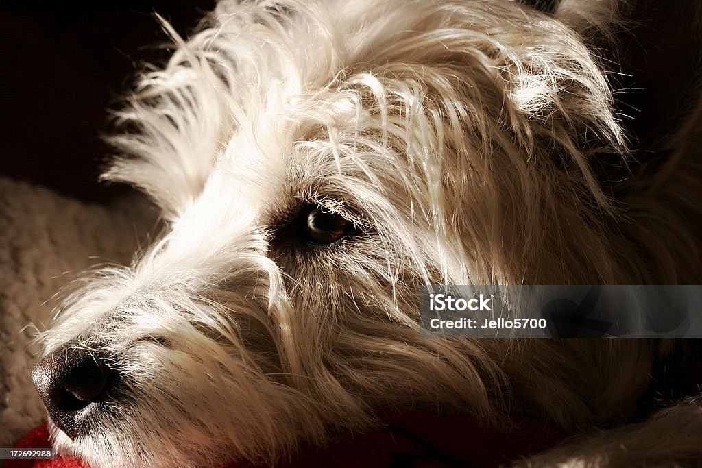 West Highland White Terrier Animal Stock Photo