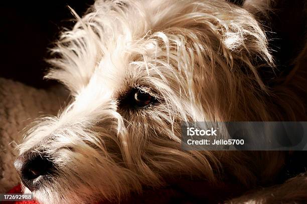 West Highland White Terrier Stock Photo - Download Image Now - Animal, Dog, Horizontal