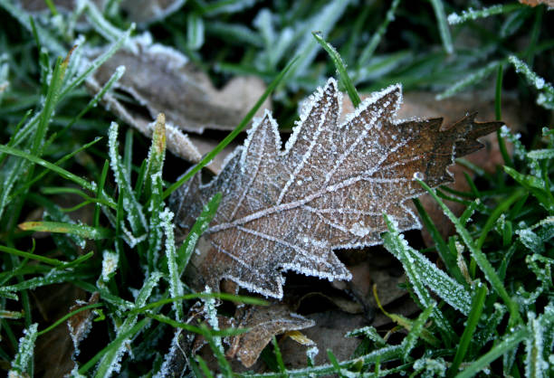 istock Early morning frost 172693054