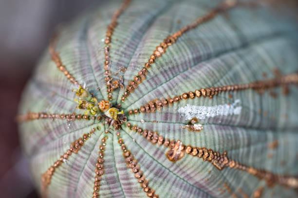 close up of baseball plant, Euphorbia obesa Close up of baseball plant, Euphorbia obesa, showing female flowers and patterning. euphorbia obesa stock pictures, royalty-free photos & images