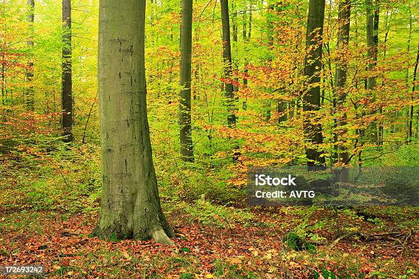 ミックス Deciduous 秋の森 - コケのストックフォトや画像を多数ご用意 - コケ, バイタリティ, ブナノキ