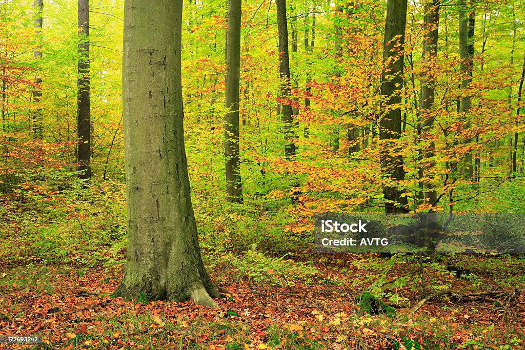 Mieszane w jesień lasy liściaste - Zbiór zdjęć royalty-free (Buk - drzewo)