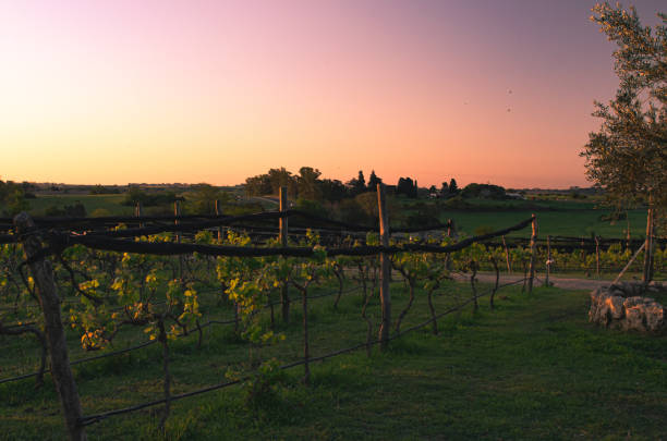 istock Beautiful landscape with green vineyards at sunset. 1726932922