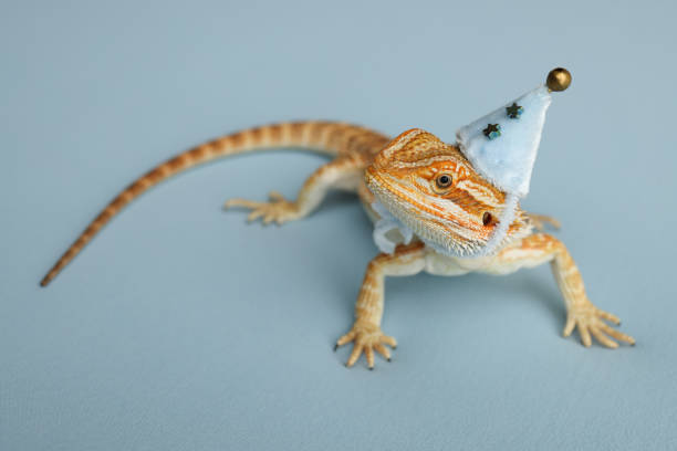 istock Bearded dragon, pogona vitticeps, isolated on blue background, Tiger Pattern Morphs. Professional studio macro photography on isolated blue background. Dragon in a New Year's blue cap. New Year card. 1726935022