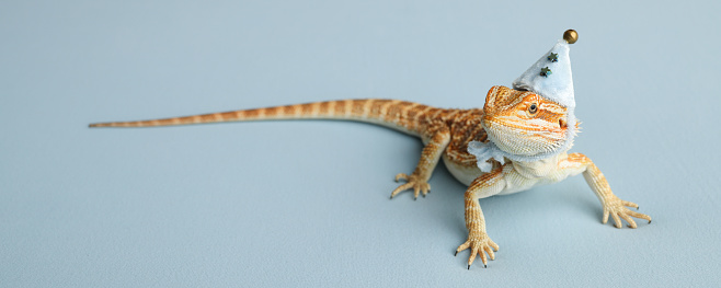 Bearded dragon, pogona vitticeps, isolated on blue background, Tiger Pattern Morphs. Professional studio macro photography on isolated. Dragon in a New Year's blue cap. New Year card. Banner.