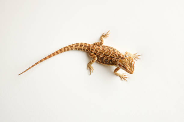 istock Bearded dragon, pogona vitticeps, isolated on white background, Tiger Pattern Morphs. Professional studio macro photography on isolated white background 1726935942