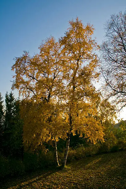 Twin birches in autumn colours catching the last of the season's sunlight. The winter is coming soon.