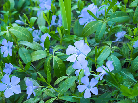 Blooming violet Petunia in the garden. Spring background.