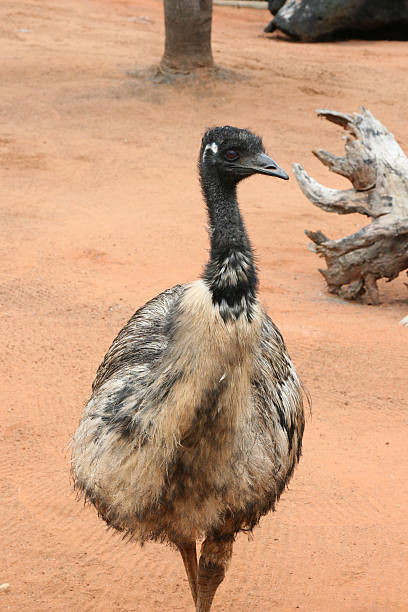 emu stock photo